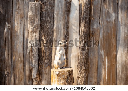 meerkat standing tall on a tree stump looking left as if observing or anticipating