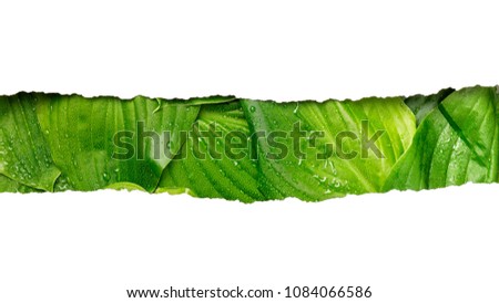 strip of torn white paper with place for text on tropical background. Concept with green leaves. Creative nature layout made of wet leaves.