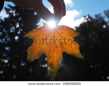 Autumn leaf in hand