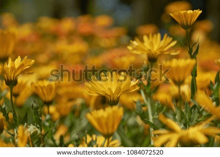              Calendula blooms in the clearing in the spring.                  