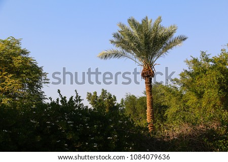 Date Tree in a green meadow against a blue sky