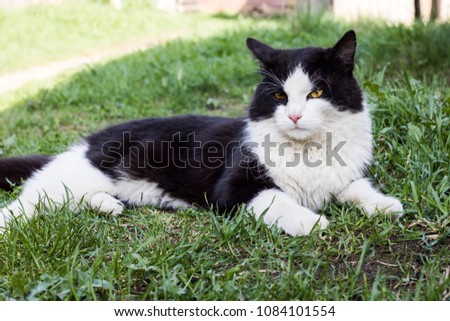 Black cat with white paws lies on the green grass