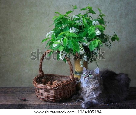 Still life with a bouquet of May bird cherry and young gray kitty