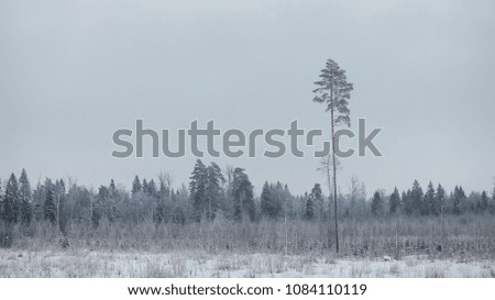 Alone standing frozen tree  