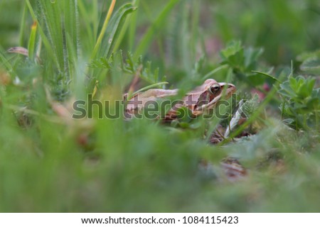Rana dalmatina (Rana agilis) is a type of frog from groups of Rana genus females.