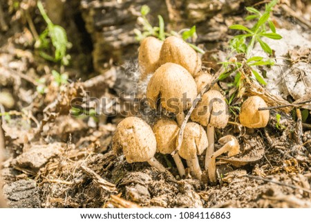 Young forest mushrooms 