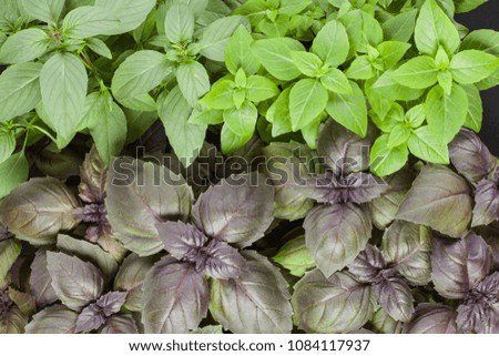 Basil herb leaves background close up.