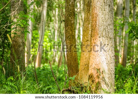 Young poplar forest sunny sun 
