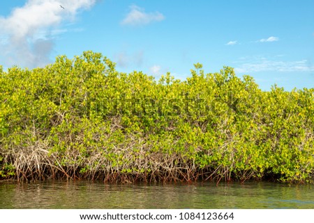 Mangrove Forest in Galapagos Islands, Ecuador