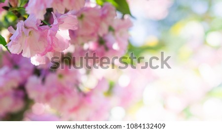 Japanese Sakura flowers. Branch of Sakura flowers. Cherry blossom. Pink spring background. Close up and soft focus