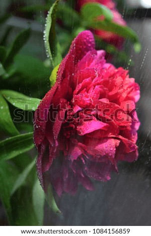 Beautiful peony with water drops.