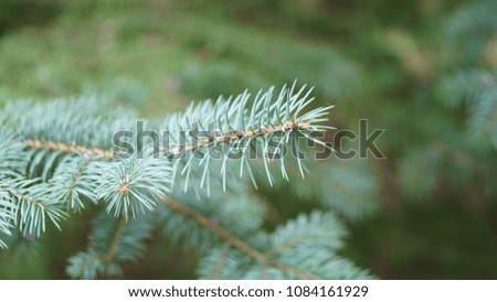 christmas pine tree branches
