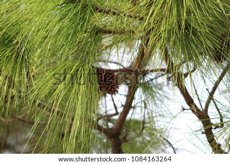 Pine cone on a pine tree branch