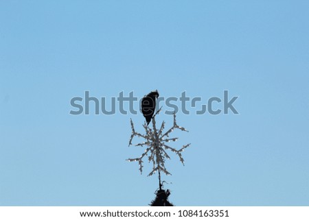 Osprey bird perched on top of a snowflake ornament