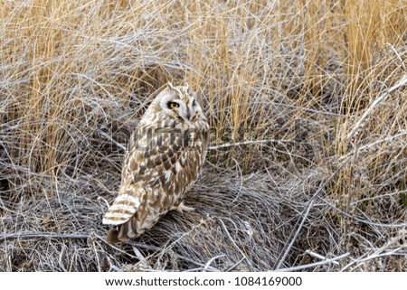 A Short Eared owl sits in a grassy part of a wetland at Camas National Wildlife Refuge near Hamer, Idaho.