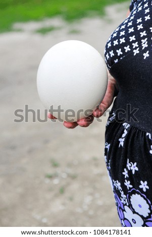 big egg of  ostrich in female hand