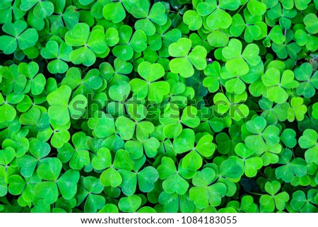 Green field of three leaf shamrocks ready for St. Patrick’s Day, as a background
 Royalty-Free Stock Photo #1084183055