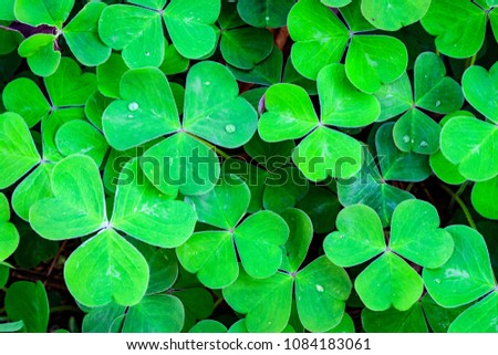 Green field of three leaf shamrocks ready for St. Patrick’s Day, as a background
 Royalty-Free Stock Photo #1084183061