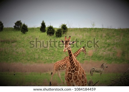 A giraffe wandering the green hillside