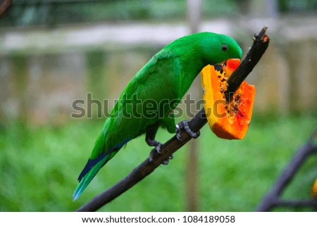 
26/5000
Green parrot eats papaya