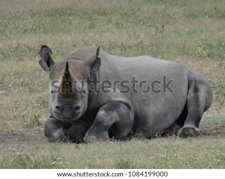 Black rhino resting