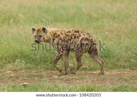 Hyena hunting prey in Ngorogoro Crater, Tanzania, East Africa.