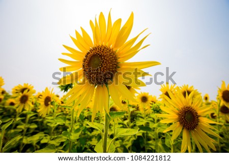Sunflower field sunshine