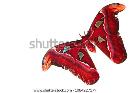 red Attacus atlas butterfly isolated on white background