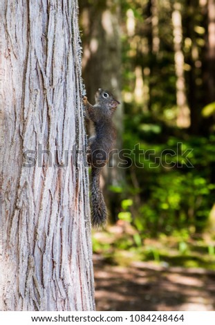 Squirrel, running away on a tree