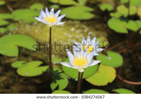 The white lotus reflects the morning sunshine