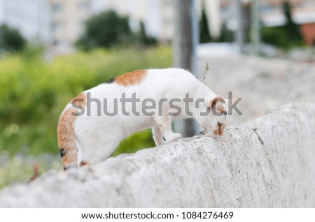 Photograph of a white cat with spots and green eyes strolling on a stone wall in the countryside of Menorca, Spain.