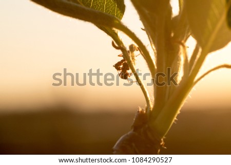 Beautiful floral abstract background of nature. Two ants meet on opening pear leaves in front of sunset. They hug & kiss each other. Kiss couple love. For spring greeting cards with copy space, macro