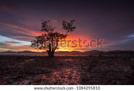 Alone tree on colorful
sunset sky
