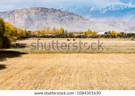 Farm under the snowy mountains, Xinjiang Province, China