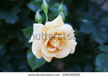 The white rose which blooms in a rose garden