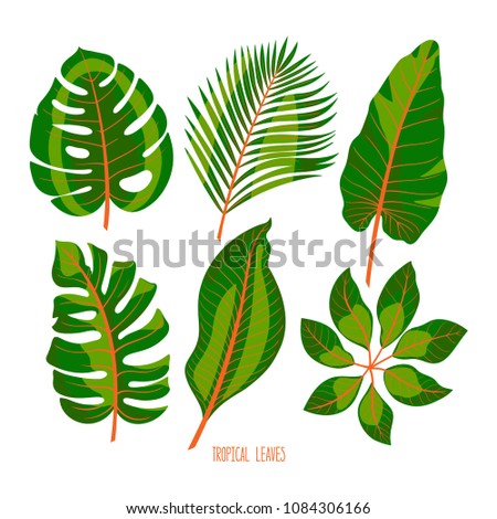 Cute set of different green tropical leaves isolated on white background