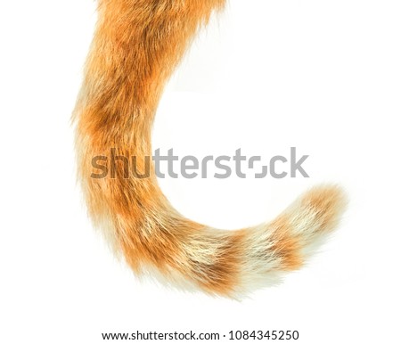 Cat Tail isolated on white background Royalty-Free Stock Photo #1084345250