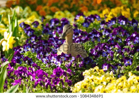 A duck walking through a field of flowers.