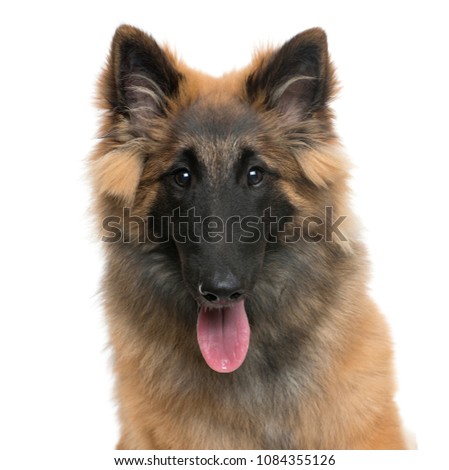 Close-up of a Belgian Shepherd dog panting, isolated