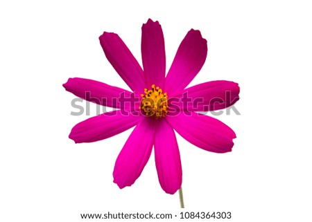 cosmos flowers isolated on white background 
