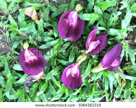 Fallen purple flower on grass field