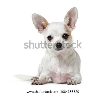 Portrait of a Chihuahua Dog lying down in front, isolated