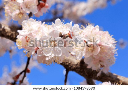 The way of the revival of life. Spring, apricot tree branch with pink swollen buds and delicate pink and white flowers