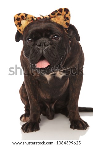 cute panting black boxer wears leopard ears headband for Halloween while sitting on white background
