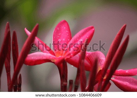 Close up of plumeria or frangipanni blossom on the green background