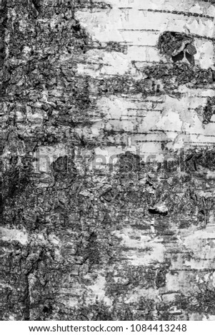 Birch bark. Abstract tree background. Macro photo.