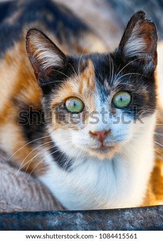 Portrait of calico cat. Close-up.