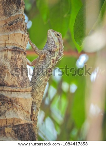 Chameleon Island Tree