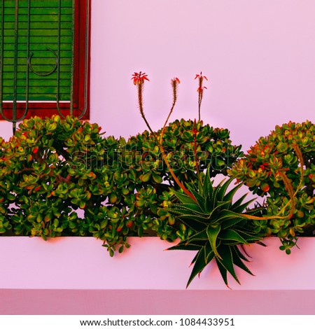 Plant on pink. Tropical green. Garden lover