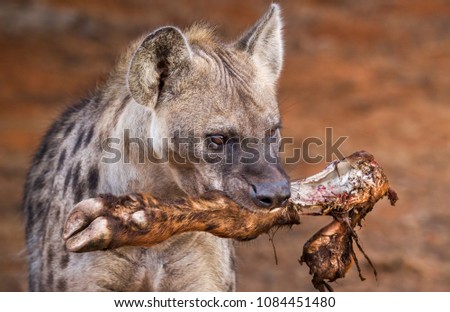 Spotted hyena running off with a piece of a carcass taken from a lion kill.  Addo Elephant National Park South Africa